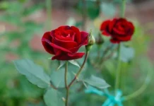 Cea mai frumoasa floare din lume