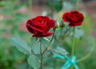 Cea mai frumoasa floare din lume