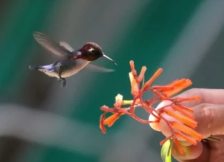 Cea mai mica pasare din lume