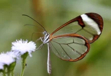 Cei mai frumoși fluturi: Top 10 fluturi fascinanti și neobișnuiți