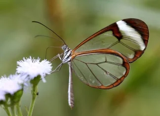 Cei mai frumoși fluturi: Top 10 fluturi fascinanti și neobișnuiți