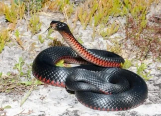 Cel mai veninos sarpe din Australia