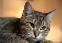 Cele mai bune 10 pisici de rase amestecate pentru casa ta