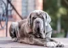 Cele mai bune 10 rase de câini italieni pentru casa ta – Cele mai bune animale de companie și paznici