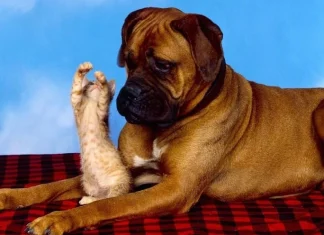 Cele mai bune videoclipuri de compilare YouTube cu pisici și câini (Top 15)