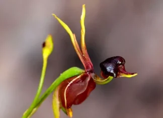 Cele mai ciudate 10 plante care cel mai probabil te sperie