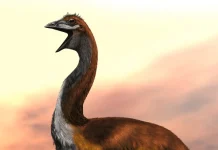 Cele mai faimoase 10 păsări istorice