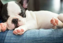 Cele mai frumoase si originale nume de dat unui caine