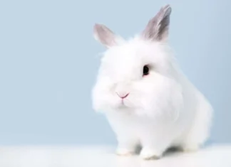 Cele mai mici rase de iepuri: 10 iepuri care rămân mici pentru totdeauna