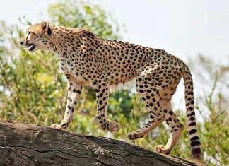 Cele mai rapide animale din lume – Top 10