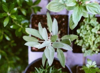 Cum să integrezi medicina chineză în viața ta