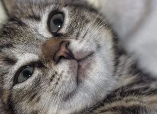 Cum să nu mai fii pe placul oamenilor și, în sfârșit, să fii tu adevărat