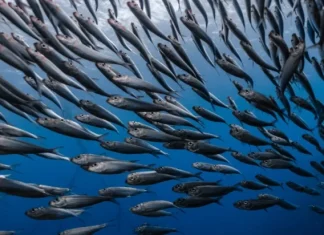 Dieta cu pește albastru pentru a reveni la vârf înainte de vară