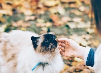 Pisicile, rasele cele mai potrivite personalitatii si stilului nostru de viata