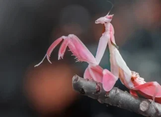 Plante care arată ca animale: 10 plante care se comportă ca animalele