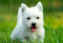 Rase adorabile de câini care nu vărsă și nu miros (Top 13)