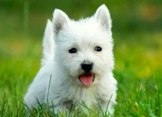 Rase adorabile de câini care nu vărsă și nu miros (Top 13)