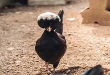 Top 10 animale cu par frumos din lume