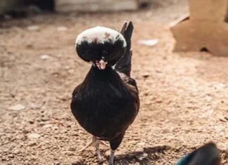 Top 10 animale cu par frumos din lume