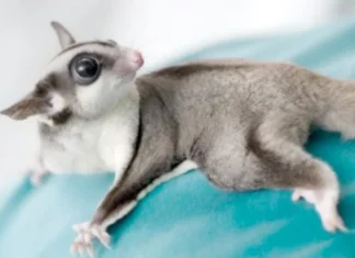 Top 10 animale de companie mici care ar putea fi potrivite pentru copiii tăi