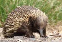 Top 10 animale spinoase din lume