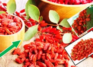 Top 10 beneficii miraculoase pentru sănătate ale fructelor de Goji
