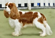 Top 10 cei mai adorabili câini englezi