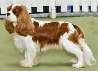 Top 10 cei mai adorabili câini englezi