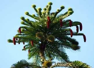 Top 10 cei mai ciudați copaci din lume