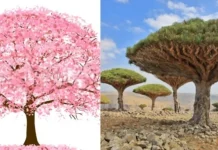 Top 10 cei mai frumoși copaci din lume