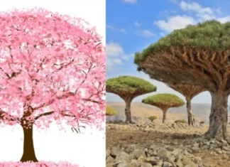 Top 10 cei mai frumoși copaci din lume