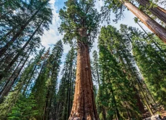 Top 10 cei mai mari copaci ai planetei după volum