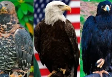 Top 10 cei mai mari vulturi din lume