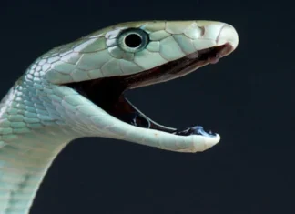 Top 10 cei mai mortali serpi din lume | Top 10