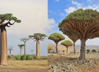 Top 10 cei mai uimitori copaci din lume