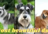 Top 10 cel mai frumos câine din lume