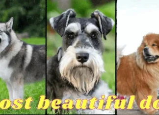 Top 10 cel mai frumos câine din lume