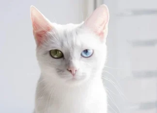 Top 10 cele mai bizare rase de pisici din lume