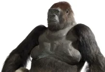 Top 10 cele mai ciudate lucruri păstrate vreodată într-un muzeu