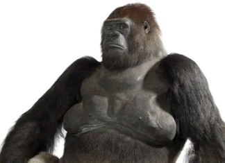 Top 10 cele mai ciudate lucruri păstrate vreodată într-un muzeu