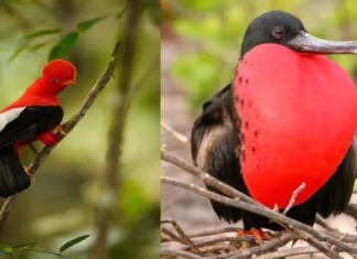 Top 10 cele mai ciudate păsări din lume