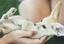 Top 10 cele mai drăguțe animale de pe Pământ