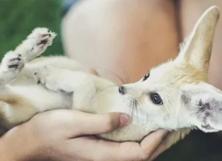 Top 10 cele mai drăguțe animale de pe Pământ