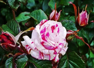 Top 10 cele mai frumoase flori de trandafir