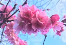 Top 10 cele mai frumoase flori din lume