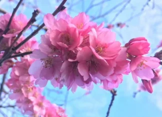 Top 10 cele mai frumoase flori din lume