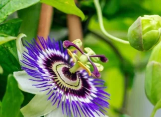 Top 10 cele mai frumoase flori din lume