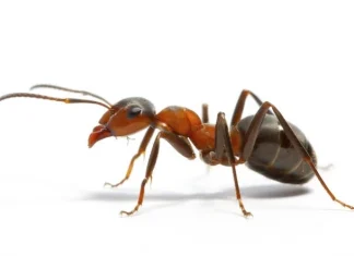 Top 10 cele mai inteligente animale ale acestei planete