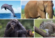 Top 10 cele mai inteligente animale de pe planeta noastră