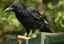 TOP 10 cele mai inteligente specii de păsări din lume